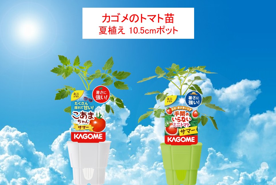 予約販売】KAGOME トマト苗シリーズ（夏植え！）10.5cmポット